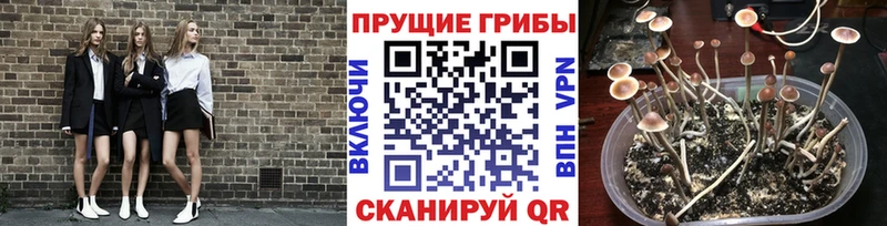 хочу наркоту  Советская Гавань  Галлюциногенные грибы Magic Shrooms 
